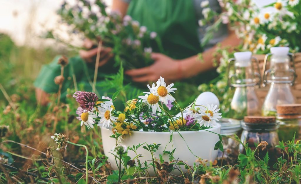 A woman is shown collecting chamomile flowers in a field. The chamomile is in a bowl and there are some bottles for seeds.