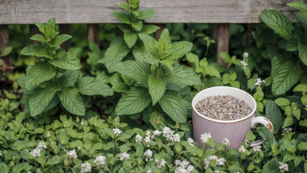 A photo of a garden with several peppermint plants. There is a cup next to the plants, filled with peppermint seeds. The background is a wooden fence. The ground is covered with green leaves and white flowers.