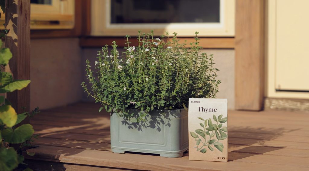 A photo of a summer thyme plant growing in a container on a wooden porch. The plant has small white flowers. Next to the container is a package of thyme seeds. The background contains a wall, a window, and a door. 