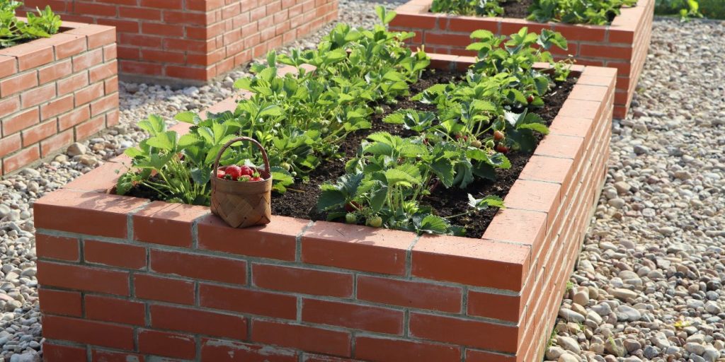 A group of brick raised bed gardens with the one in front planted with strawberries. There is a small wood basket filled with the strawberry harvest.