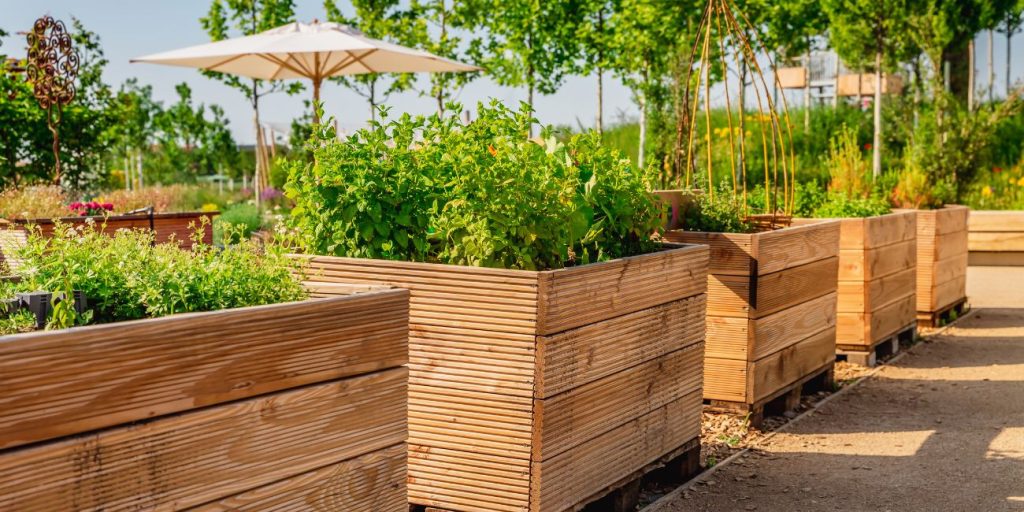 A group of elevated raised bed gardens, designed for aesthetics, but also as a back-saver for gardeners. There is a table with shade umbrella seen in the background.