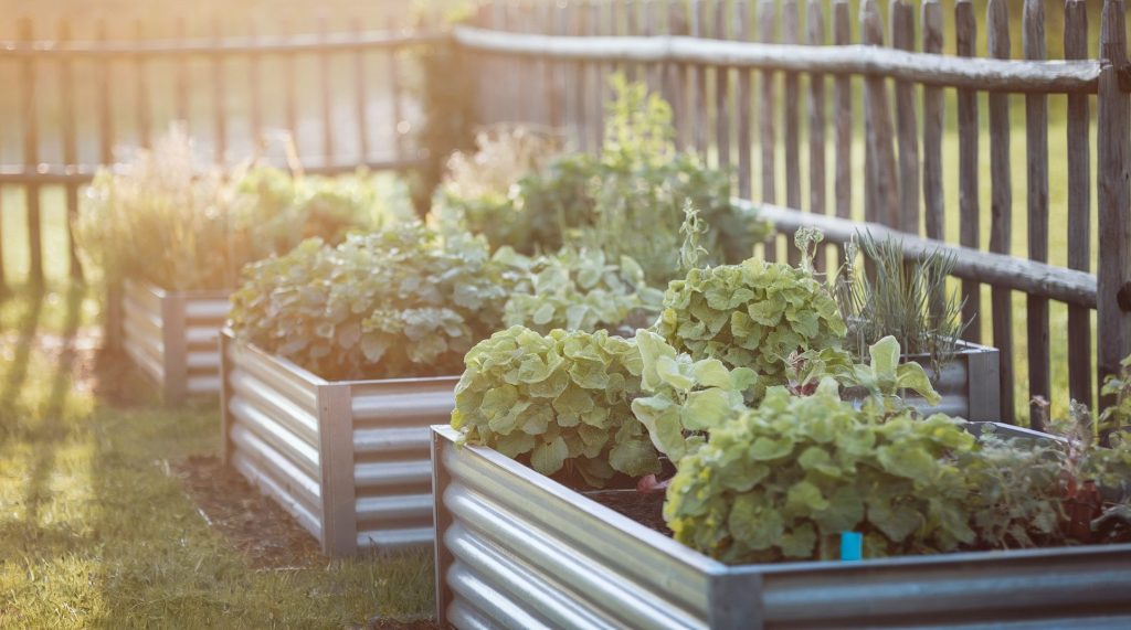 Three metal raised beds of herbs and vegetables shown in moderate sunlight.